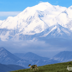 Denali National Park and Preserve